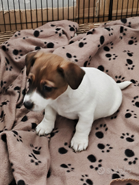 Jack Russel
