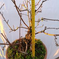 bonsai