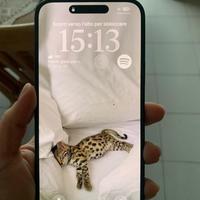 Iphone 15 plus nero opaco