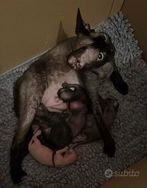 Devon Rex