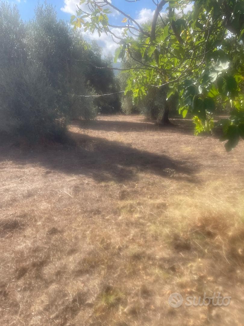 Abitazione con uliveto dolianova - Altro