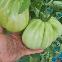 Realizzo orti piccoli medi e grandi