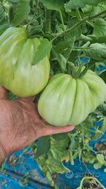 Realizzo orti piccoli medi e grandi