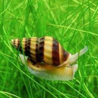 Anentome Helena lumaca killer