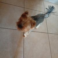 Yokshire toy di 2 anni