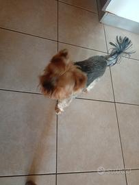 Yokshire toy di 2 anni