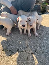 Cuccilotti di dogo argentino