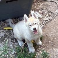 Cucciolo Siberian husky