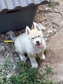 Cucciolo Siberian husky