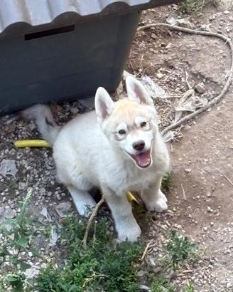Cucciolo Siberian husky