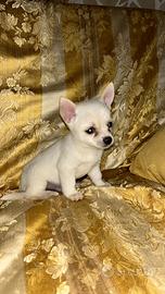 Pincher chihuahua Maschio