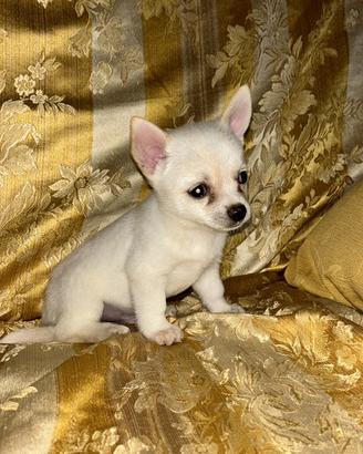 Pincher chihuahua Maschio