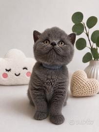 Disponibile alla Prenotazione British Shorthair