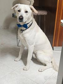 Cane tipo labrador