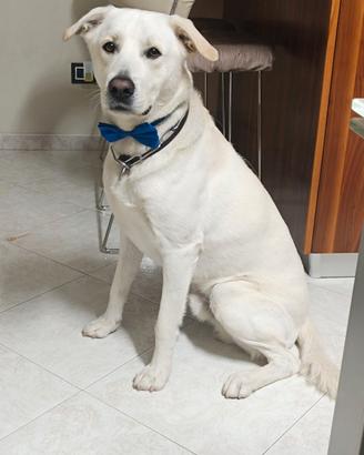 Cane tipo labrador