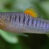 Coppie limia tridens