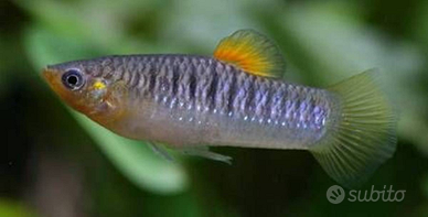 Coppie limia tridens