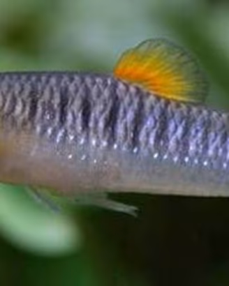 Coppie limia tridens