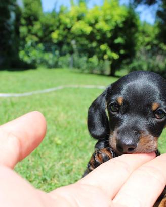 Cucciolo di bassotto nero focato con pedigree