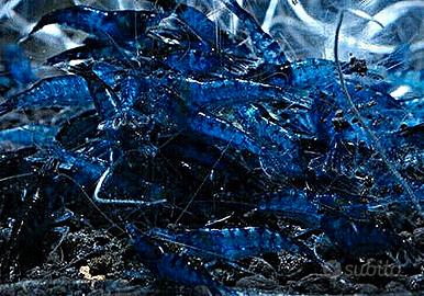 Caridine ampullaria acquario