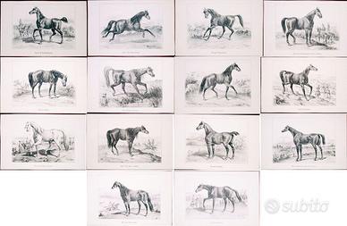STAMPA SOGGETTO CAVALLI - 14 soggetti diversi