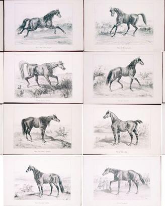 STAMPA SOGGETTO CAVALLI - 14 soggetti diversi