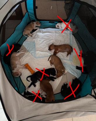 11 cuccioli di cane di 1 mese