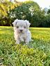 cuccioli-di-maltese