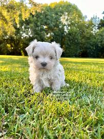 Cuccioli di maltese
