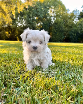 Cuccioli di maltese