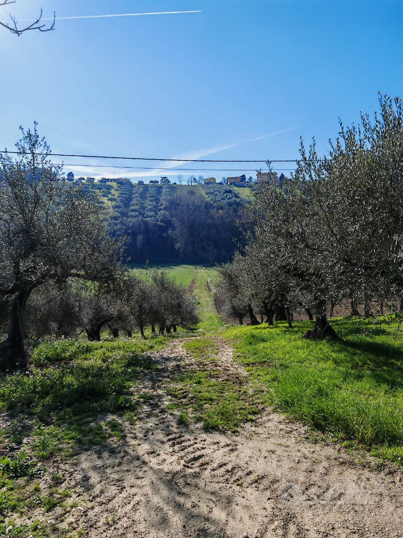 Terreno edificabile e agricolo - Vista 5
