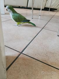 Pappagallo