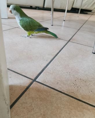 Pappagallo