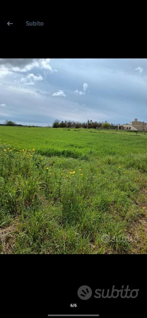 Terreno Agricolo Galatone 8000 m² - More