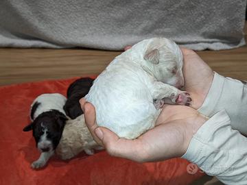 Lagotto romagnolo con pedigree