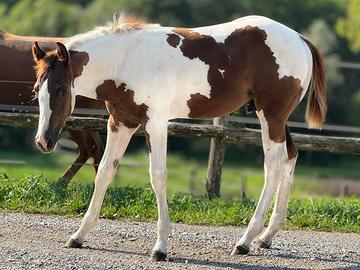 Puledro maschio 2026 sauro tovero da reining