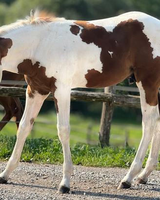 Puledro maschio 2026 sauro tovero da reining