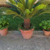 Cicas "Cycas ESEMPLARE palma pianta in vaso ø50 cm