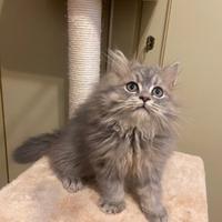 Gattino Scottish Straight