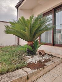  Cycas revoluta