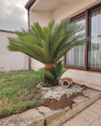  Cycas revoluta