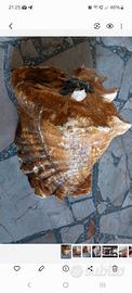 Conchiglia vera  aliger  gigas