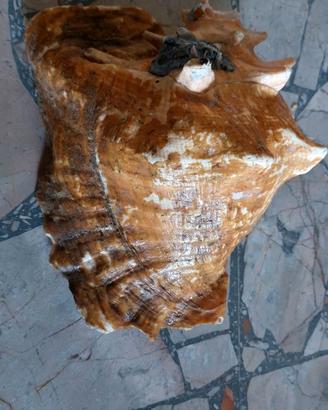 Conchiglia vera  aliger  gigas