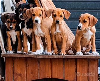 Cuccioli di meticci
