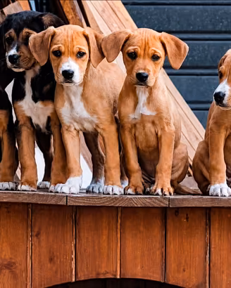 Cuccioli di meticci