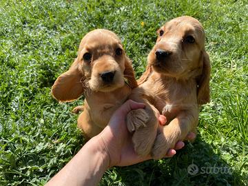 Stupendi Cocker Spaniel maschietti