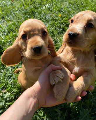 Stupendi Cocker Spaniel maschietti