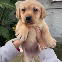 Cuccioli di Labrador retriever con Pedigree Enci