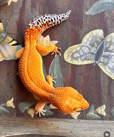 Geco Leopardino maschio 3 anni 100 grammi
