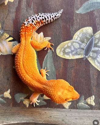 Geco Leopardino maschio 3 anni 100 grammi